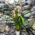 Kép 7/12 - Cymbidium rózsaszín,  3 virágszálas