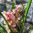 Kép 8/12 - Cymbidium rózsaszín,  3 virágszálas
