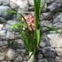 Kép 2/12 - Cymbidium rózsaszín,  3 virágszálas