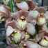 Kép 10/12 - Cymbidium rózsaszín,  3 virágszálas