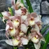 Kép 11/12 - Cymbidium rózsaszín,  3 virágszálas