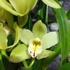 Kép 6/6 - Cymbidium sárga, 1 virágszálas