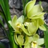 Kép 2/6 - Cymbidium sárga, 1 virágszálas