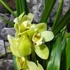 Kép 1/6 - Cymbidium sárga, 1 virágszálas
