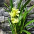 Kép 4/6 - Cymbidium sárga, 1 virágszálas