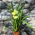 Kép 5/6 - Cymbidium sárga, 1 virágszálas