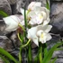 Kép 2/15 - Cymbidium fehér, 1 virágszálas