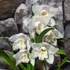 Kép 10/15 - Cymbidium fehér, 1 virágszálas