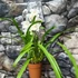 Kép 11/15 - Cymbidium fehér, 1 virágszálas