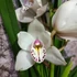 Kép 12/15 - Cymbidium fehér, 1 virágszálas