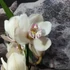 Kép 13/15 - Cymbidium fehér, 1 virágszálas