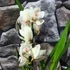 Kép 14/15 - Cymbidium fehér, 1 virágszálas