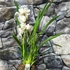Kép 15/15 - Cymbidium fehér, 1 virágszálas