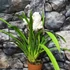 Kép 3/15 - Cymbidium fehér, 1 virágszálas