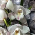 Kép 4/15 - Cymbidium fehér, 1 virágszálas