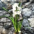 Kép 5/15 - Cymbidium fehér, 1 virágszálas
