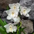 Kép 6/15 - Cymbidium fehér, 1 virágszálas