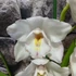 Kép 8/15 - Cymbidium fehér, 1 virágszálas