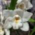 Kép 9/15 - Cymbidium fehér, 1 virágszálas