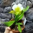 Kép 3/7 - Paphiopedilum Ice Age