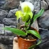Kép 4/7 - Paphiopedilum Ice Age