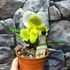 Kép 5/7 - Paphiopedilum Ice Age