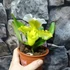 Kép 6/7 - Paphiopedilum Ice Age