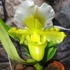 Kép 2/7 - Paphiopedilum Ice Age