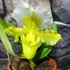 Kép 7/7 - Paphiopedilum Ice Age