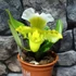 Kép 1/7 - Paphiopedilum Ice Age