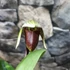 Kép 1/4 - Paphiopedilum Sukhakulii hybrid, levirágzott