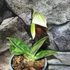 Kép 2/4 - Paphiopedilum Sukhakulii hybrid, levirágzott