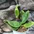 Kép 3/4 - Paphiopedilum Sukhakulii hybrid, levirágzott