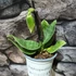 Kép 4/4 - Paphiopedilum Sukhakulii hybrid, levirágzott