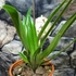 Kép 3/8 - Paphiopedilum American hybrid, levirágzott
