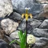 Kép 4/8 - Paphiopedilum American hybrid, levirágzott