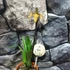 Kép 5/8 - Paphiopedilum American hybrid, levirágzott