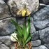 Kép 2/8 - Paphiopedilum American hybrid, levirágzott