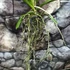 Kép 4/7 - Vanda lila