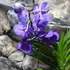 Kép 3/7 - Vanda lila