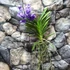 Kép 5/7 - Vanda lila