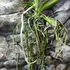 Kép 6/7 - Vanda lila