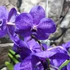 Kép 7/7 - Vanda lila