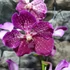 Kép 2/6 - Vanda sötét pink, levirágzott