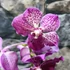 Kép 3/6 - Vanda sötét pink, levirágzott