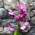 Kép 1/6 - Vanda sötét pink, levirágzott