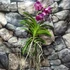 Kép 5/6 - Vanda sötét pink, levirágzott