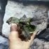 Kép 14/14 - Oeceoclades roseovariegata x sib