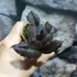 Kép 3/14 - Oeceoclades roseovariegata x sib