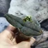 Kép 7/14 - Oeceoclades roseovariegata x sib